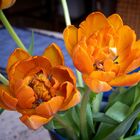 Tulpen Orange 