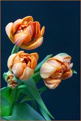 Tulpen orange