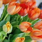 Tulpen - Orange Frühlingsfreude