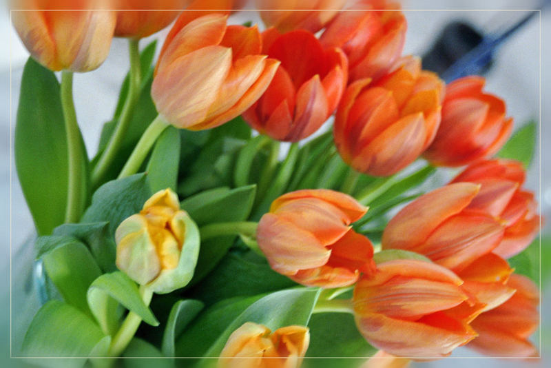 Tulpen - Orange Frühlingsfreude