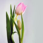 Tulpen-Paar