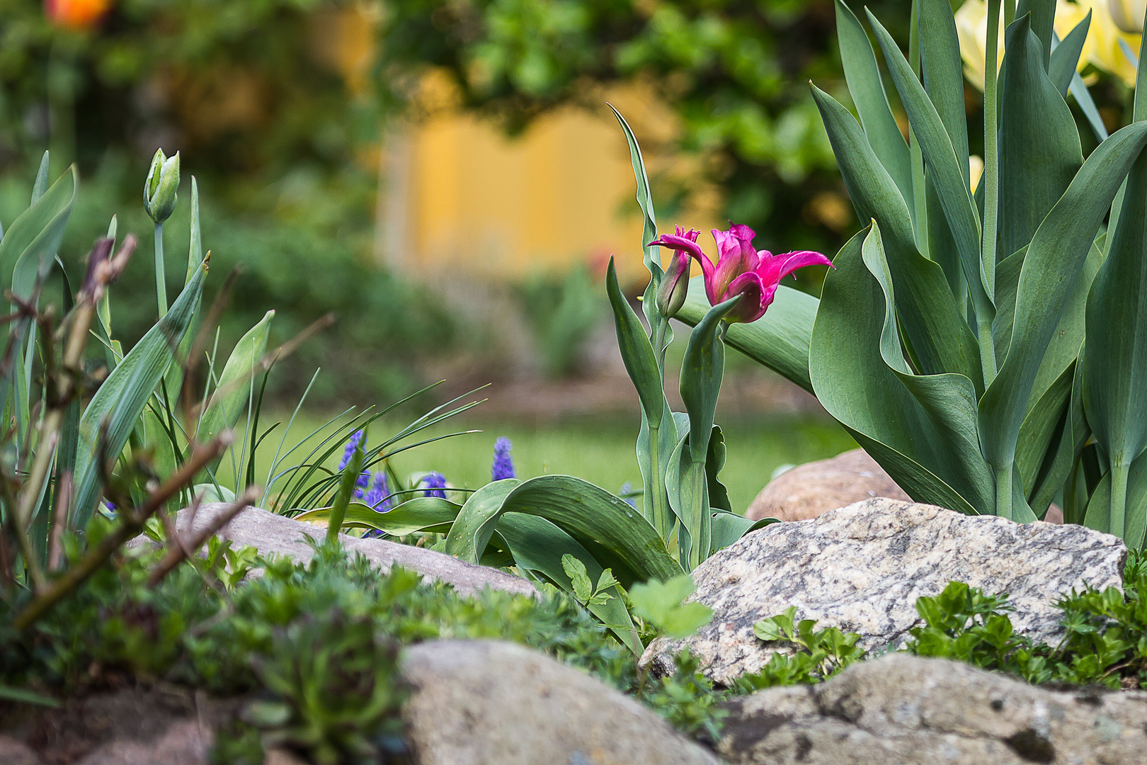 Tulpen-Paar