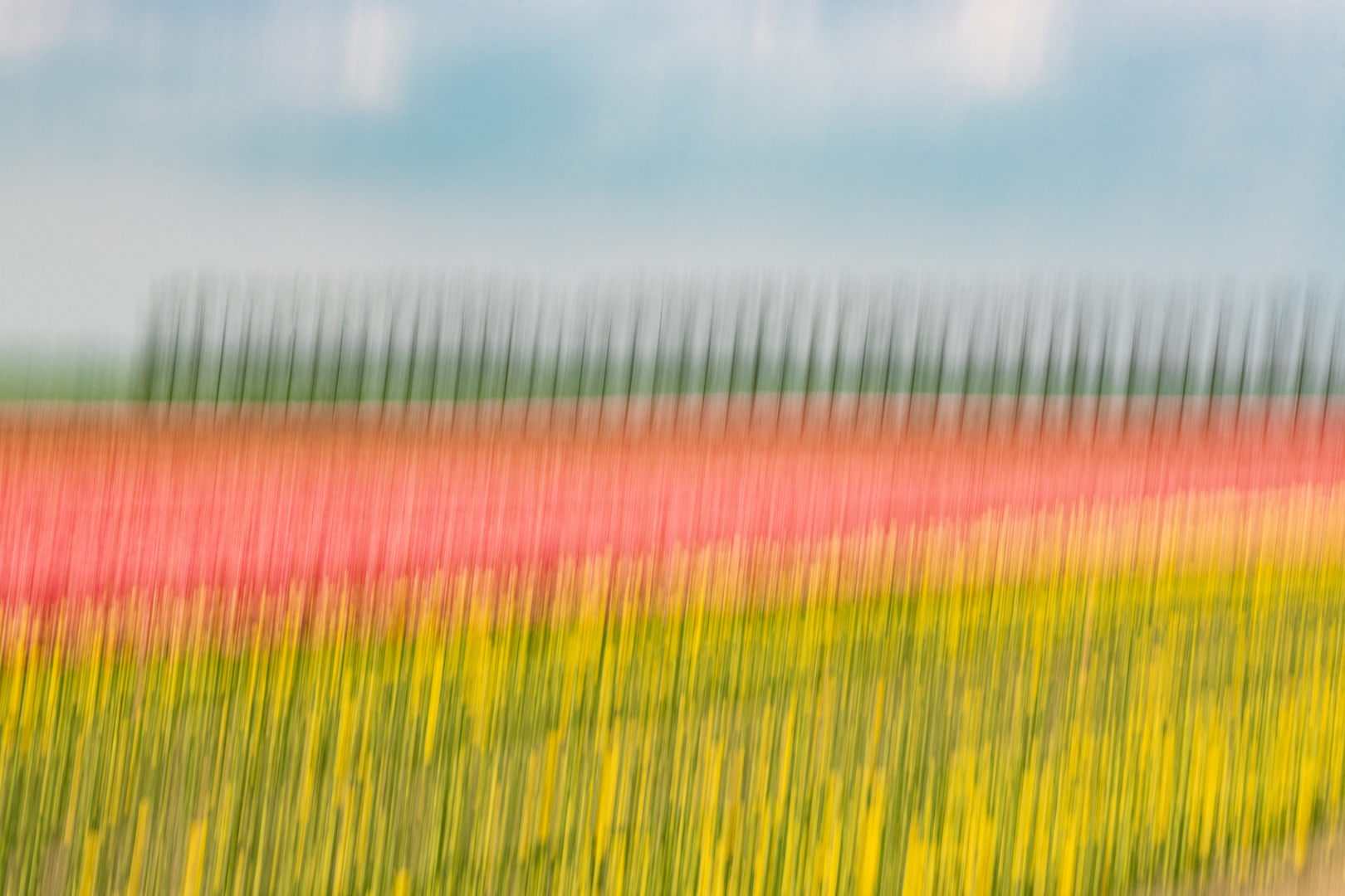 Tulpen - Pappeln - Deich