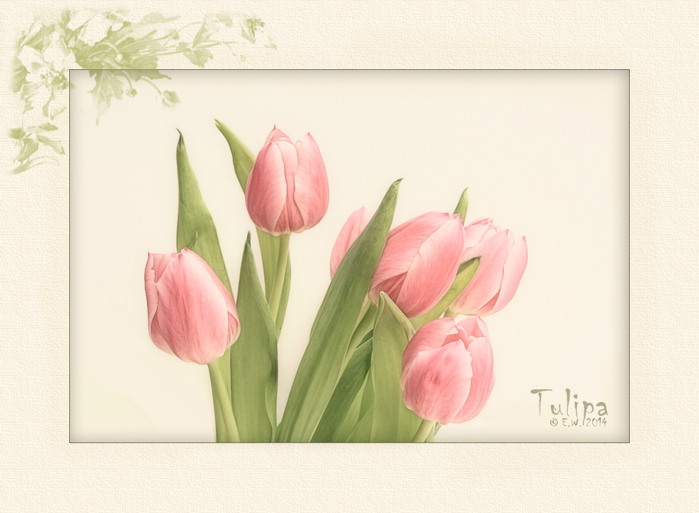 TULPEN PASTELL