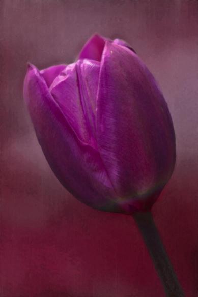 Tulpen-Portrait