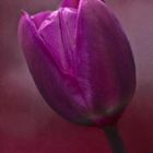 Tulpen-Portrait