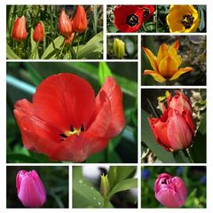 Tulpen-Power (2)