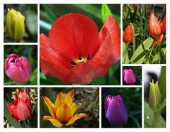 Tulpen-Power(1)