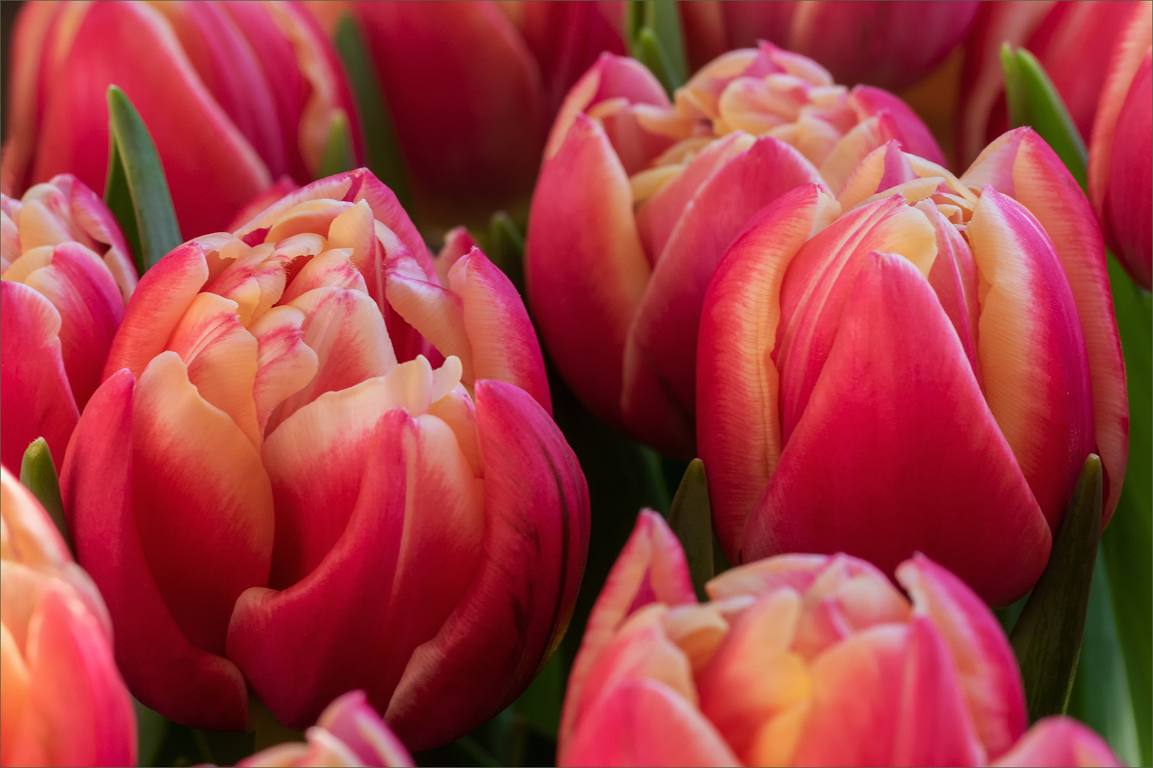 Tulpen pur....