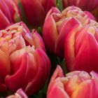 Tulpen pur....