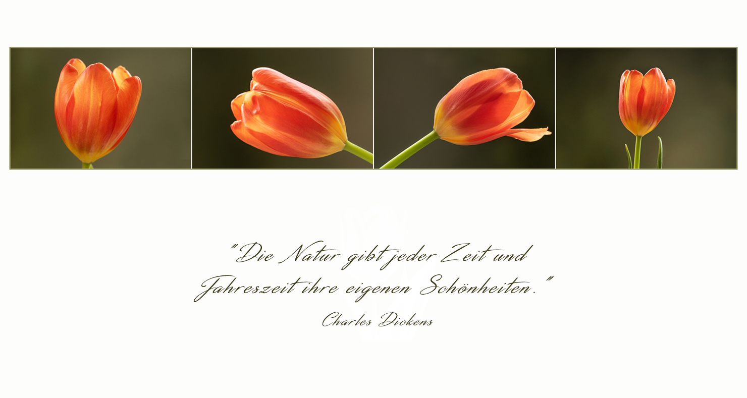 Tulpen-Quartett...