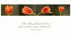 Tulpen-Quartett...