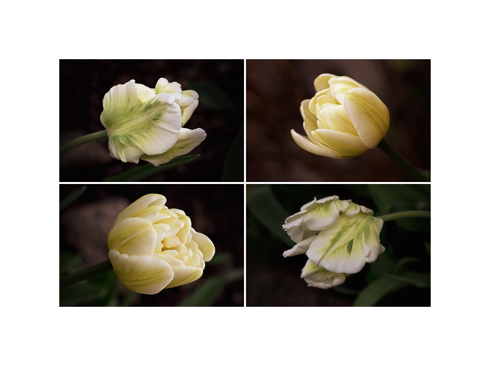 Tulpen-Quartett...