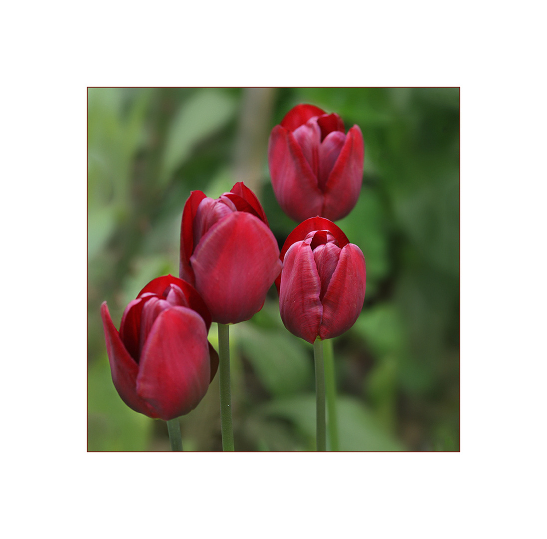 Tulpen-Quartett....