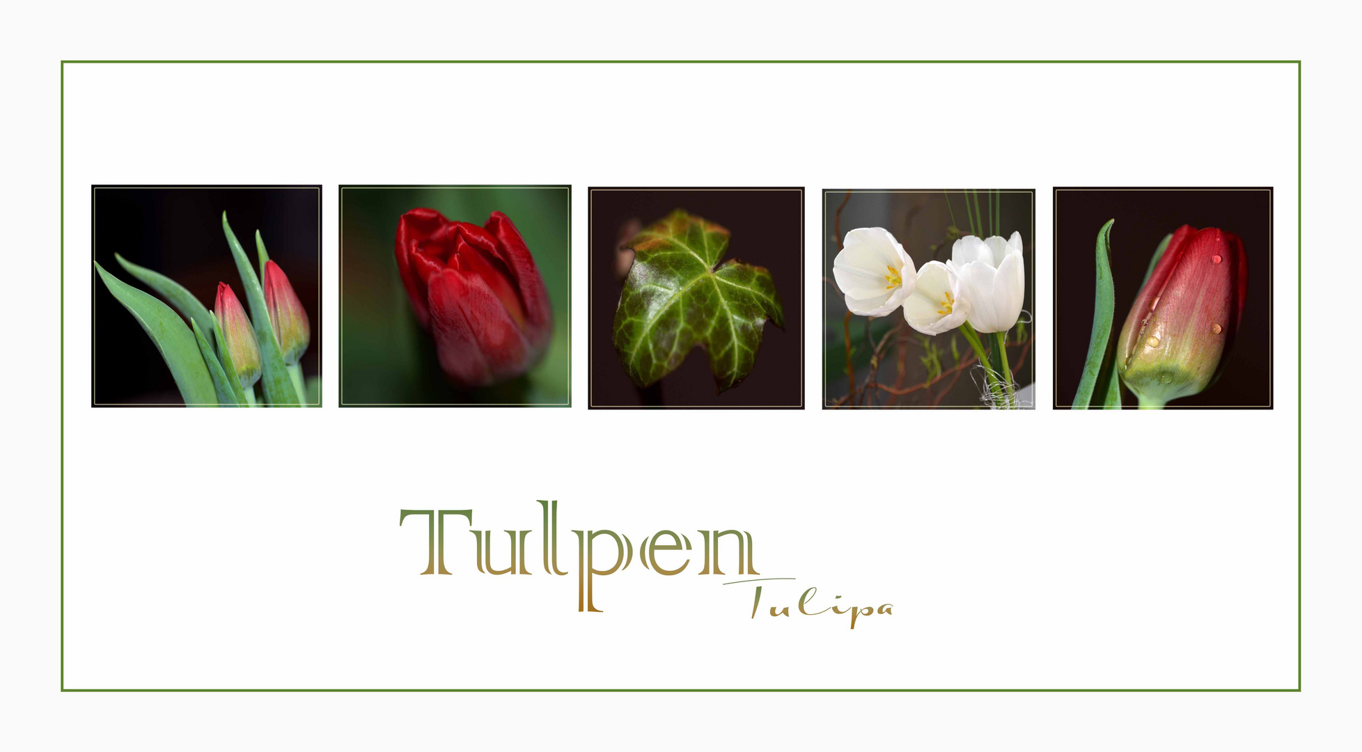  Tulpen - Reigen