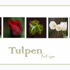  Tulpen - Reigen