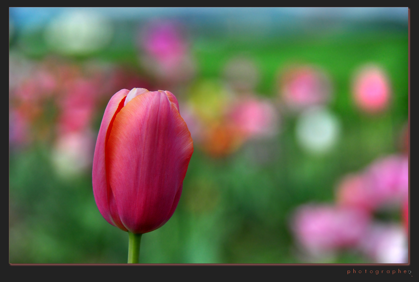 Tulpen rosa