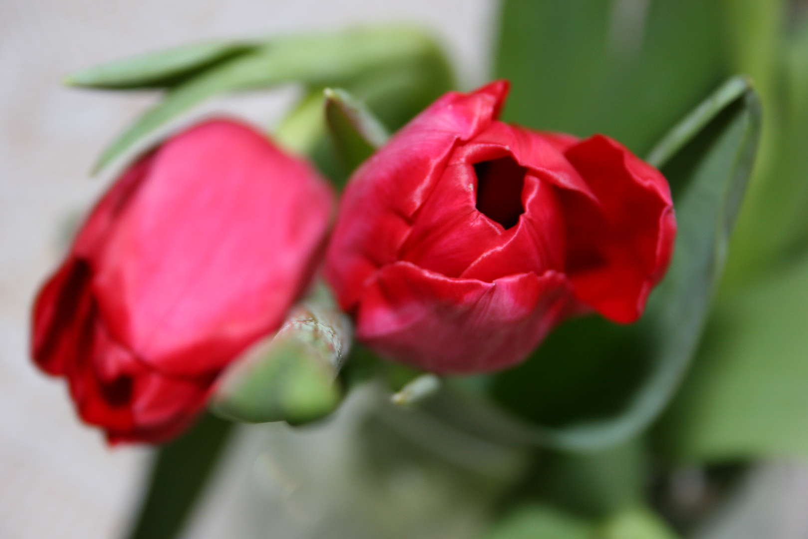 Tulpen Rot (2)