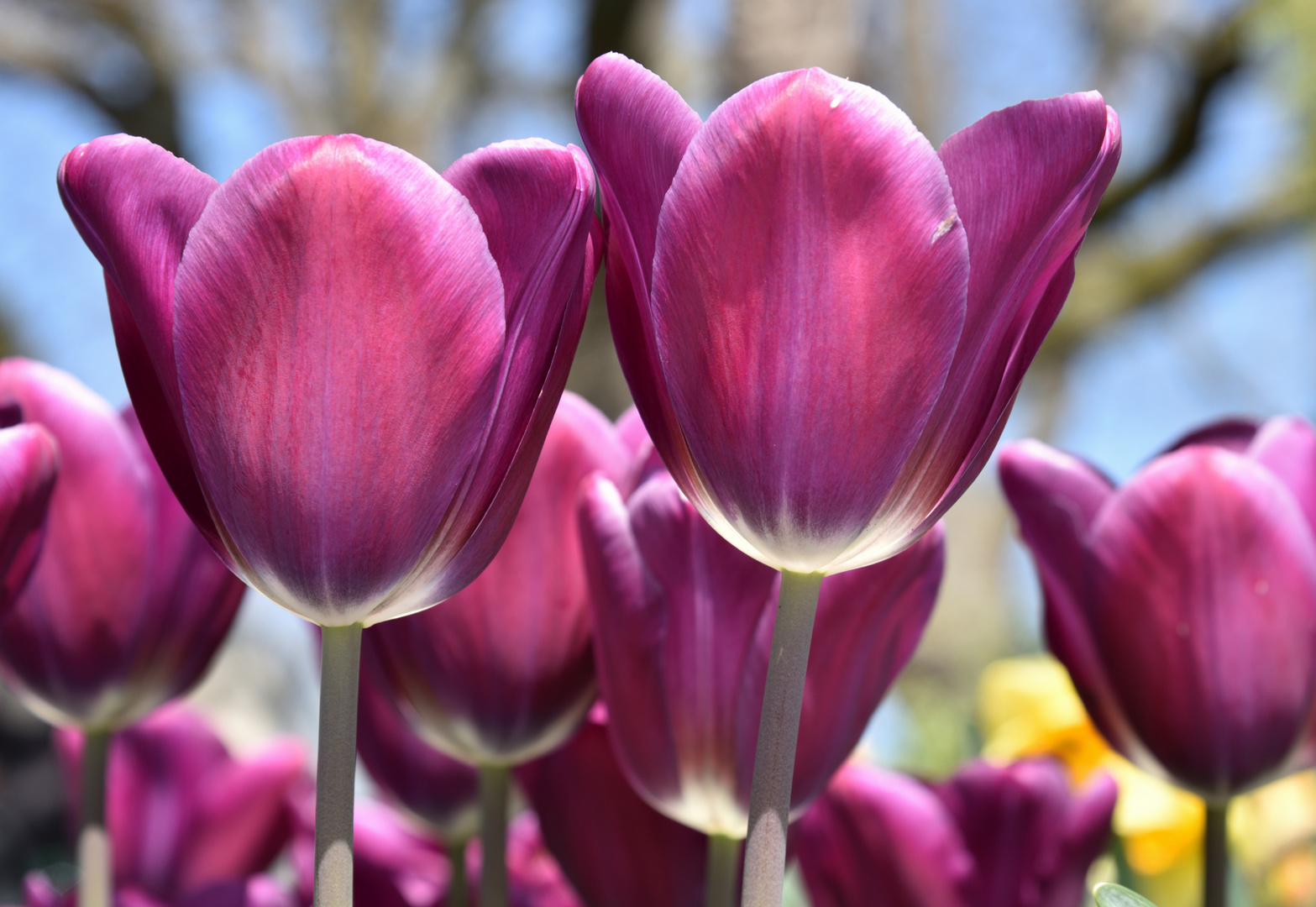 Tulpen Rot