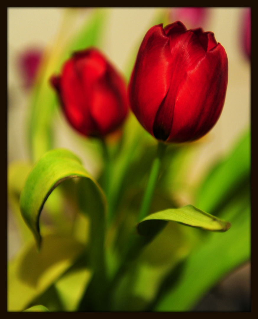 Tulpen rot