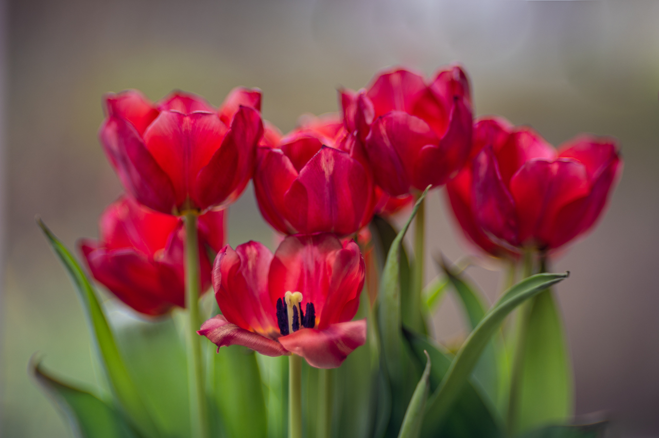 Tulpen - rot - am Fenster