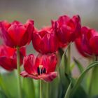 Tulpen - rot - am Fenster