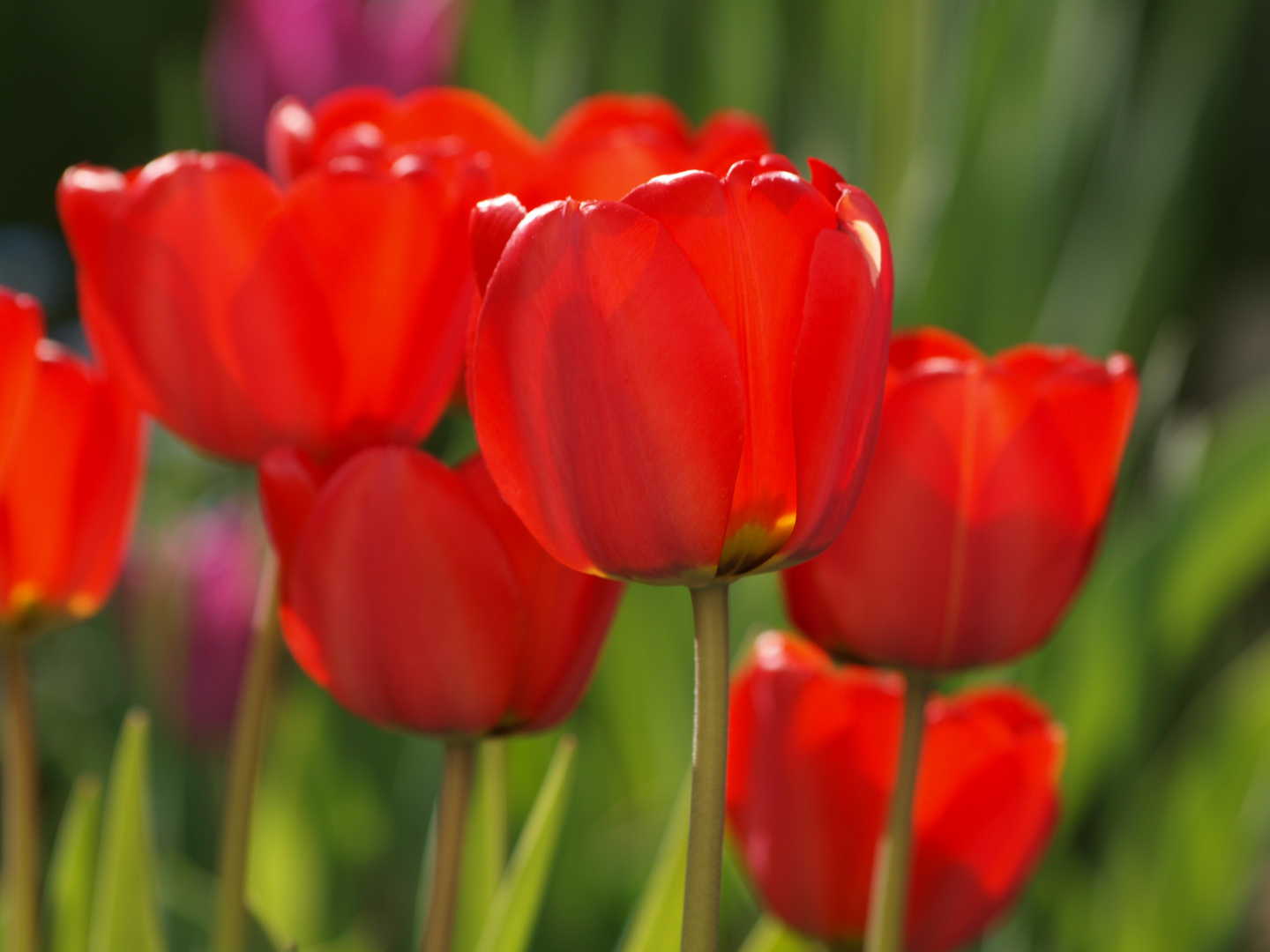 Tulpen rot