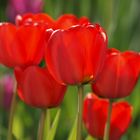 Tulpen rot