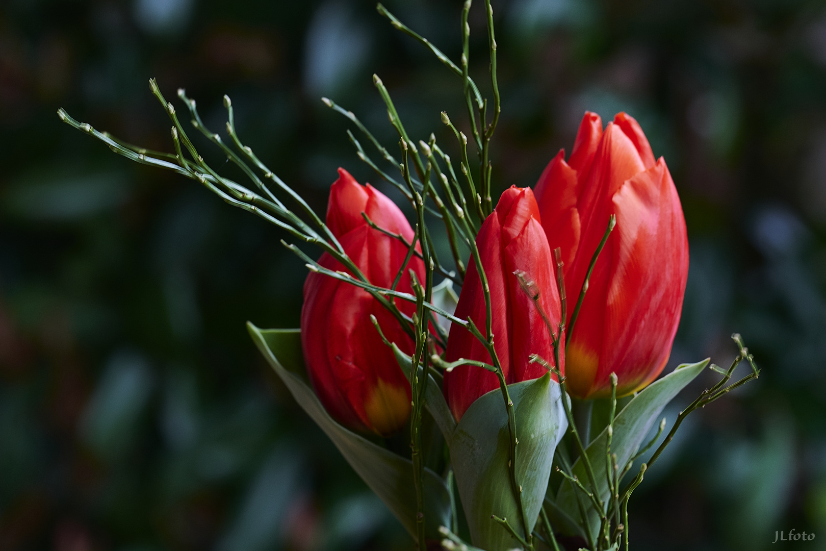 Tulpen, rot