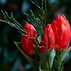 Tulpen, rot