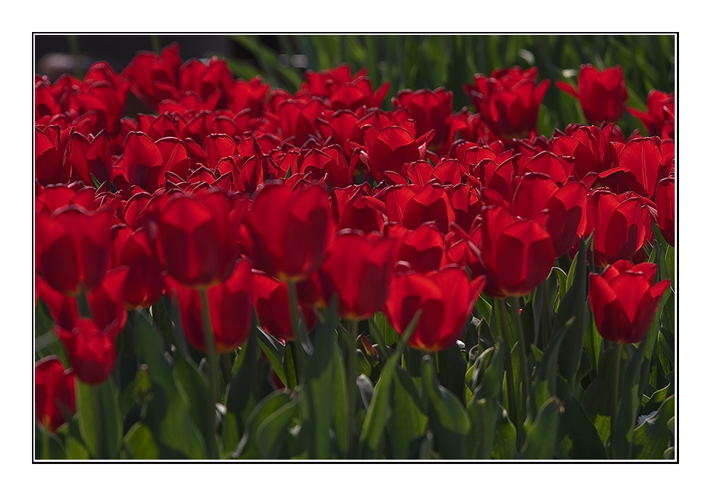 Tulpen rot