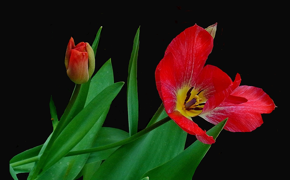 Tulpen rot