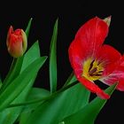 Tulpen rot