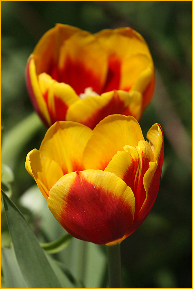 Tulpen, rot-gelb