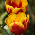 Tulpen, rot-gelb