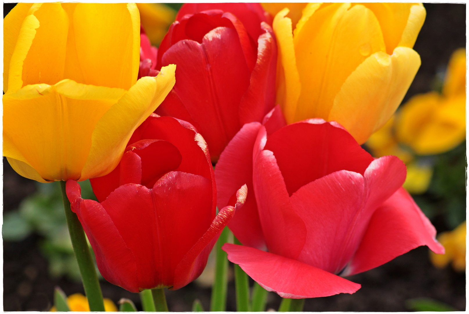 Tulpen rot -gelb