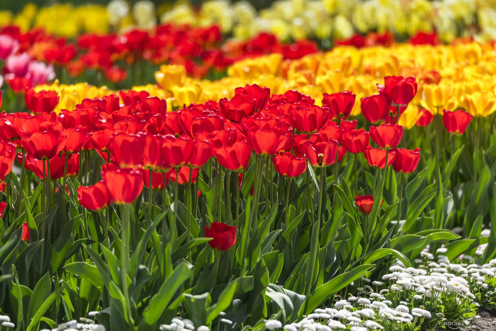 Tulpen rot gelb