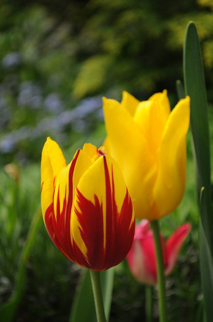 Tulpen rot gelb