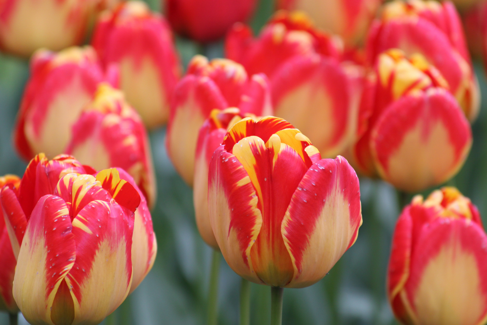 Tulpen rot gelb