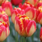 Tulpen rot gelb