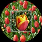 Tulpen, rot-gelb rund