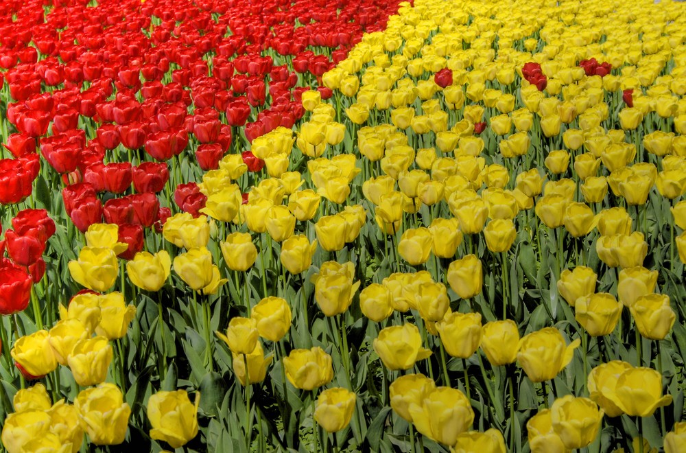 Tulpen - rot und gelb