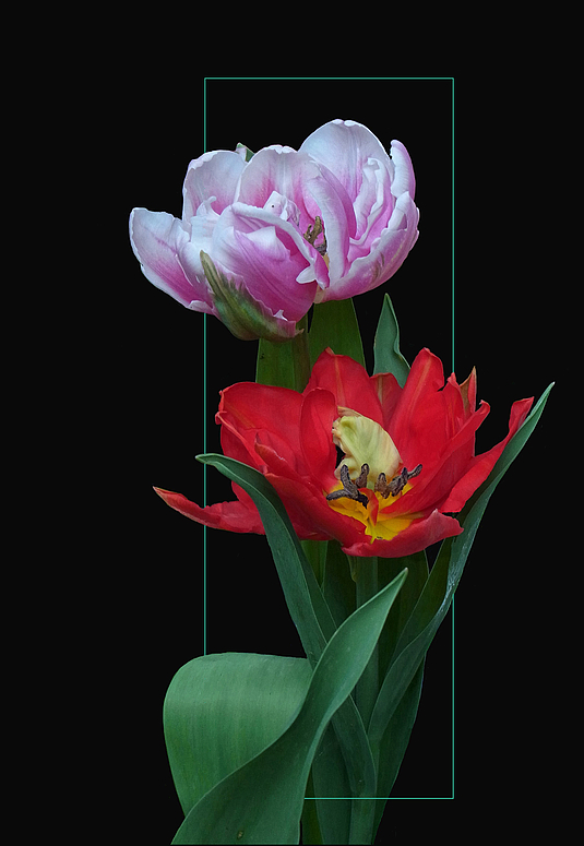 Tulpen rot und rosa