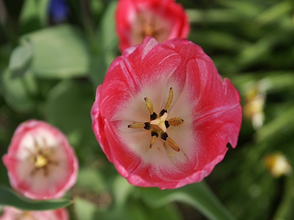 Tulpen rot-weiss