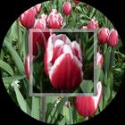 Tulpen rot-weiss 