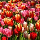 Tulpen - rotbunt und endlos...farbenprächtig