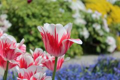 Tulpen rotweiß