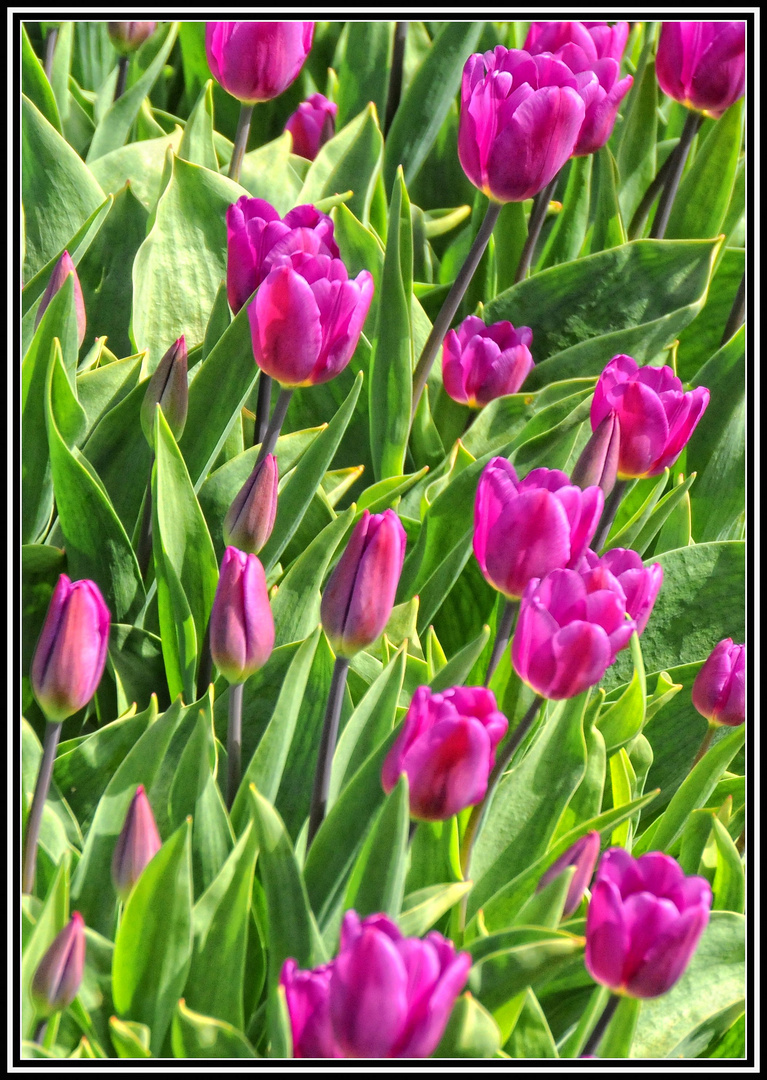 Tulpen-Saison
