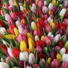 Tulpen - Schärfenverlauf