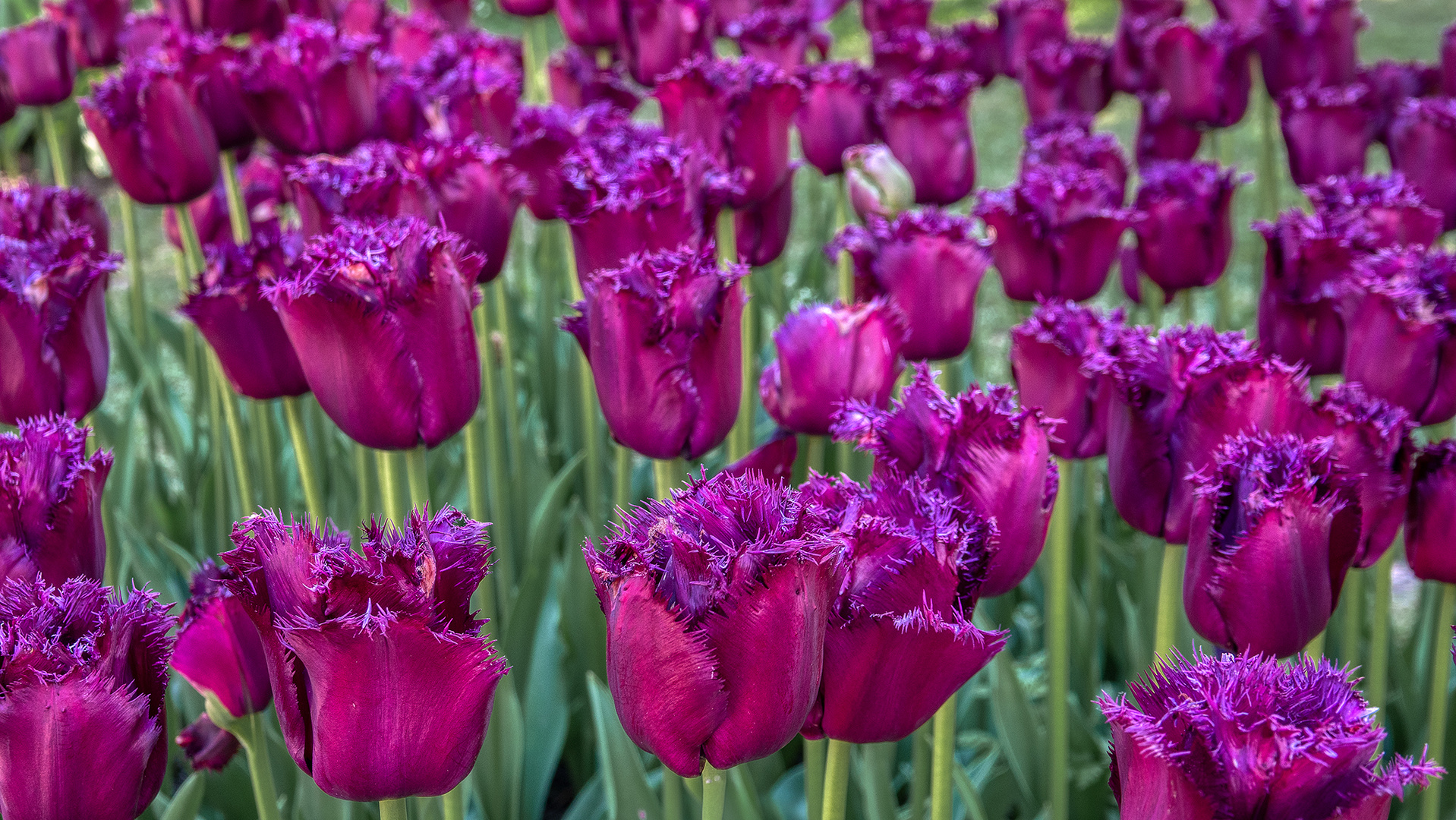 Tulpen schau in Morges am Genfersee